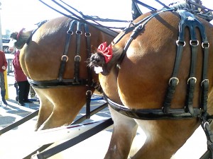 "Beautiful Bows, Aren't They?"  "That was the meaning, wasn't it?"  Photography By Irina A. Cheney, 7th February 2010
